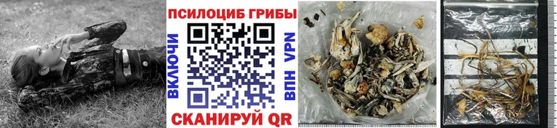 где купить   Егорьевск  Галлюциногенные грибы Psilocybe 